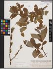 Foto von Salix caprea L.